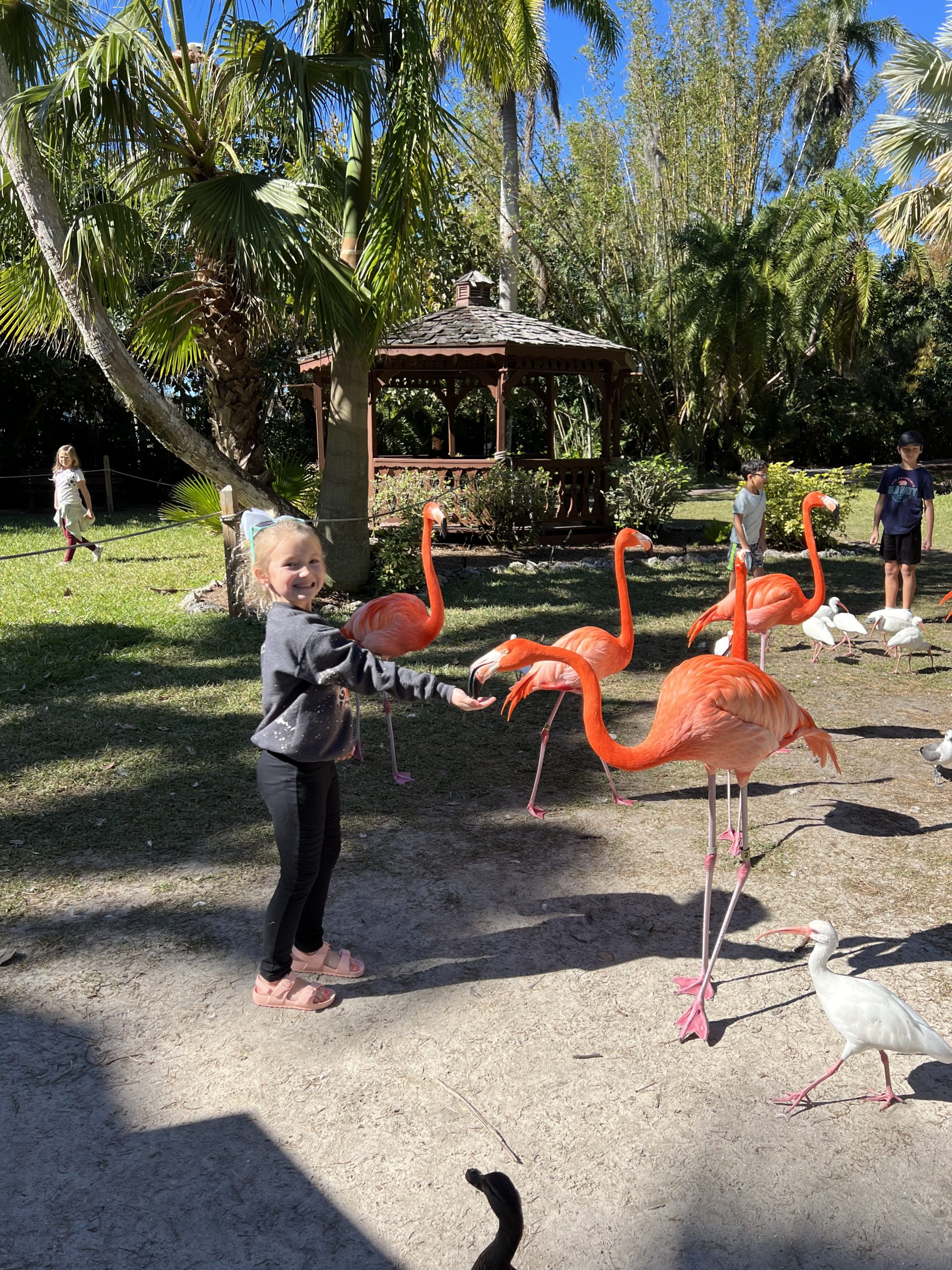Flamingos Galore Sarasota Jungle Gardens Home With Krissy
